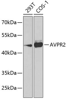 AVPR2 Polyclonal Antibody (E-AB-62638)
