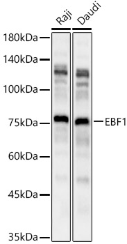 EBF1 Polyclonal Antibody (E-AB-90481)