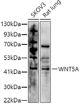 WNT5A Polyclonal Antibody (E-AB-93090)