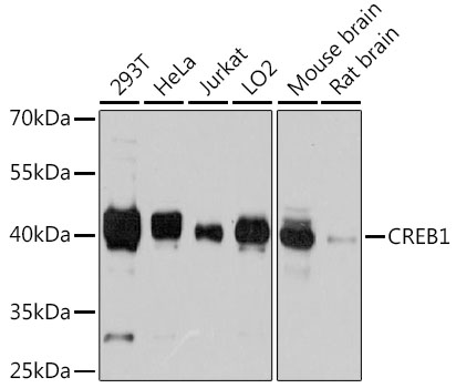 CREB1 Polyclonal Antibody (E-AB-64114)