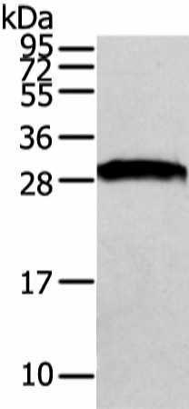 VAPA Polyclonal Antibody (E-AB-17247)