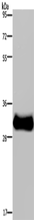FHL3 Polyclonal Antibody (E-AB-11238)