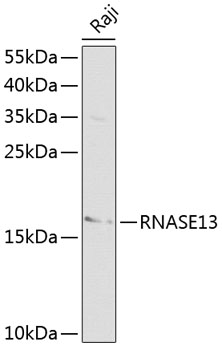RNASE13 Polyclonal Antibody (E-AB-60170)