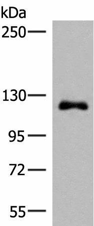 ARHGAP45 Polyclonal Antibody (E-AB-18065)