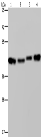 HSP40-4 Polyclonal Antibody (E-AB-11313)