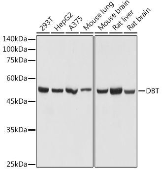 DBT Polyclonal Antibody (E-AB-92231)