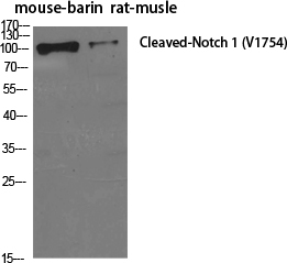 Cleaved-NOTCH1 (V1754) Polyclonal Antibody (E-AB-30054)