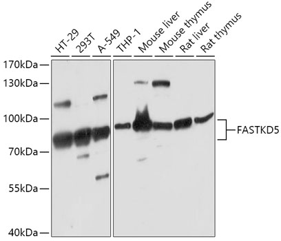 FASTKD5 Polyclonal Antibody (E-AB-91898)