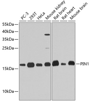 PIN1 Polyclonal Antibody (E-AB-60610)