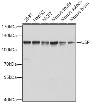 USP1 Polyclonal Antibody (E-AB-62259)