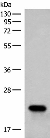 RAC3 Polyclonal Antibody (E-AB-52707)