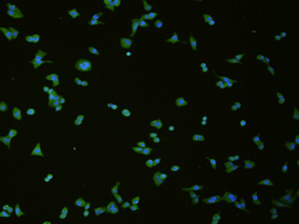 SLC18A3 Polyclonal Antibody (E-AB-53197)