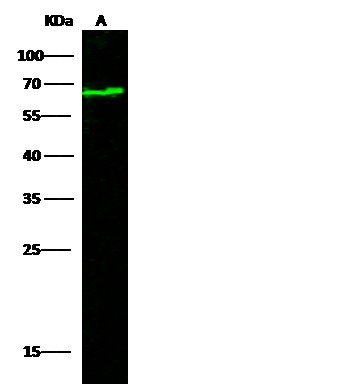 Recombinant CD112/Nectin-2/PVRL2 Monoclonal Antibody (AN300508P)