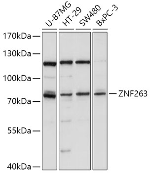 ZNF263 Polyclonal Antibody (E-AB-91543)