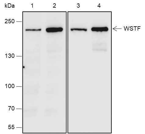Recombinant WSTF Monoclonal Antibody (AN301948L)