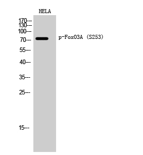 Phospho-FOXO3 (Ser253) Polyclonal Antibody (E-AB-20878)