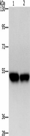 ZFYVE19 Polyclonal Antibody (E-AB-53236)