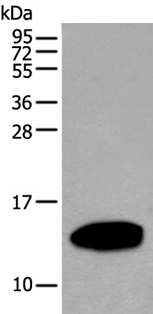 REG1A Polyclonal Antibody (E-AB-18281)