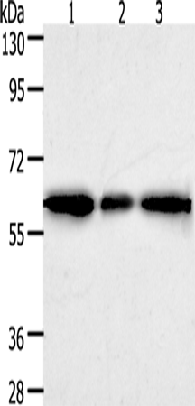 AKR1A1 Polyclonal Antibody (E-AB-15910)