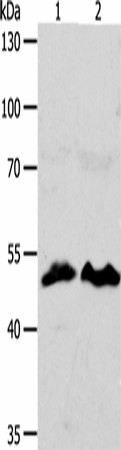 ZWILCH Polyclonal Antibody (E-AB-53208)