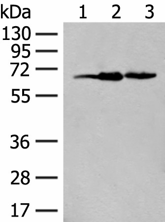 EXOSC9 Polyclonal Antibody (E-AB-19830)