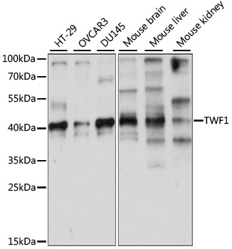 TWF1 Polyclonal Antibody (E-AB-91110)