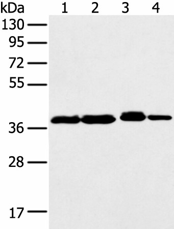 DCX Polyclonal Antibody (E-AB-53390)