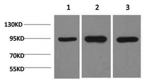 HSP90 alpha Monoclonal Antibody (E-AB-22117)