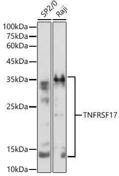 TNFRSF17 Polyclonal Antibody (E-AB-90236)