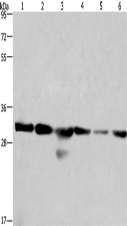 PHB Polyclonal Antibody (E-AB-14295)