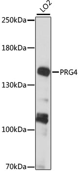 PRG4 Polyclonal Antibody (E-AB-91138)