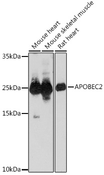 APOBEC2 Polyclonal Antibody (E-AB-92108)