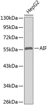 AIF Polyclonal Antibody (E-AB-90029)
