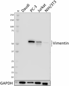 Purified anti-Vimentin Antibody (677801)