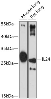 IL24 Polyclonal Antibody (E-AB-92124)