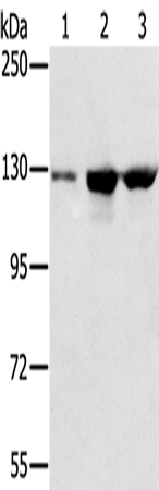 NAT10 Polyclonal Antibody (E-AB-11420)