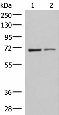 EWSR1 Polyclonal Antibody (E-AB-52908)