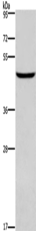 DMRT3 Polyclonal Antibody (E-AB-14957)
