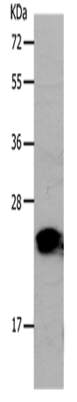 PNOC Polyclonal Antibody (E-AB-12812)