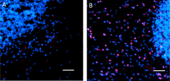 Purified anti-Olig2 Antibody (615951)