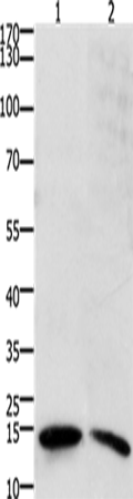 SUMO2/3/4 Polyclonal Antibody (E-AB-12439)