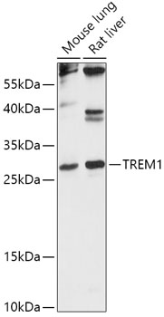 TREM1 Polyclonal Antibody (E-AB-91568)