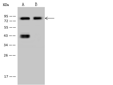 Recombinant CD44 Monoclonal Antibody (AN300040P)