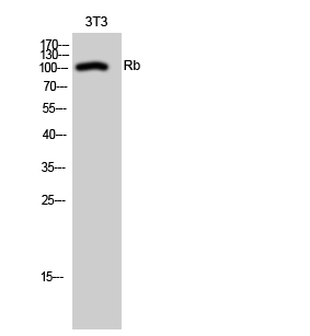 RB1 Polyclonal Antibody (E-AB-32752)