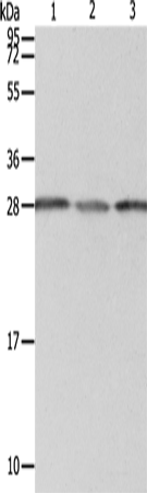 PSMD9 Polyclonal Antibody (E-AB-10569)