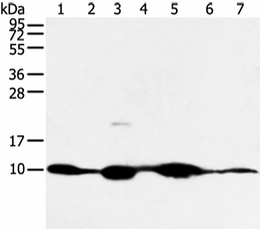 COX7C Polyclonal Antibody (E-AB-53363)