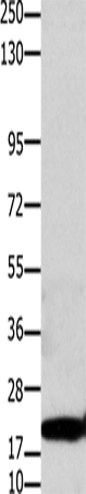 Claudin 1 Polyclonal Antibody (E-AB-12455)