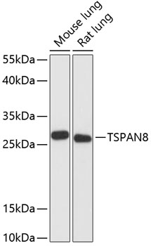 TSPAN8 Polyclonal Antibody (E-AB-64521)