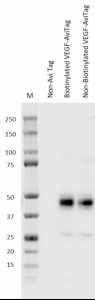 Purified anti-Avi-tag Antibody (606751)