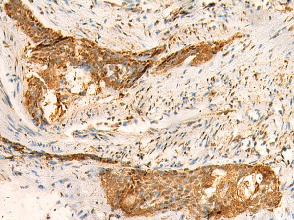 SMUG1 Polyclonal Antibody (E-AB-18918)